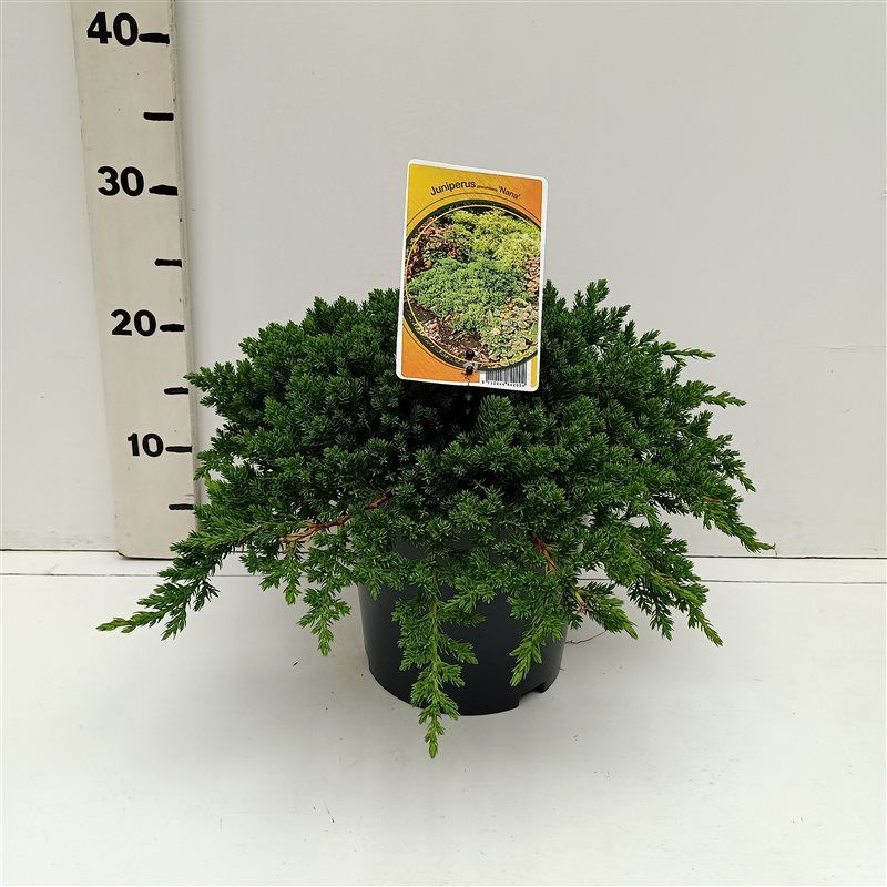 Juniperus procumbens 'Nana', D 19