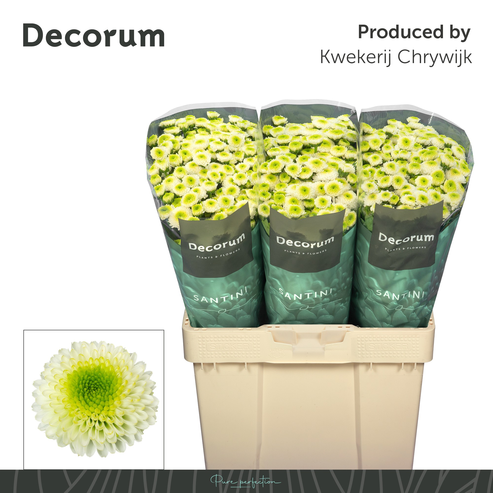 Сантини Маверик Вайт (бел.), шт.