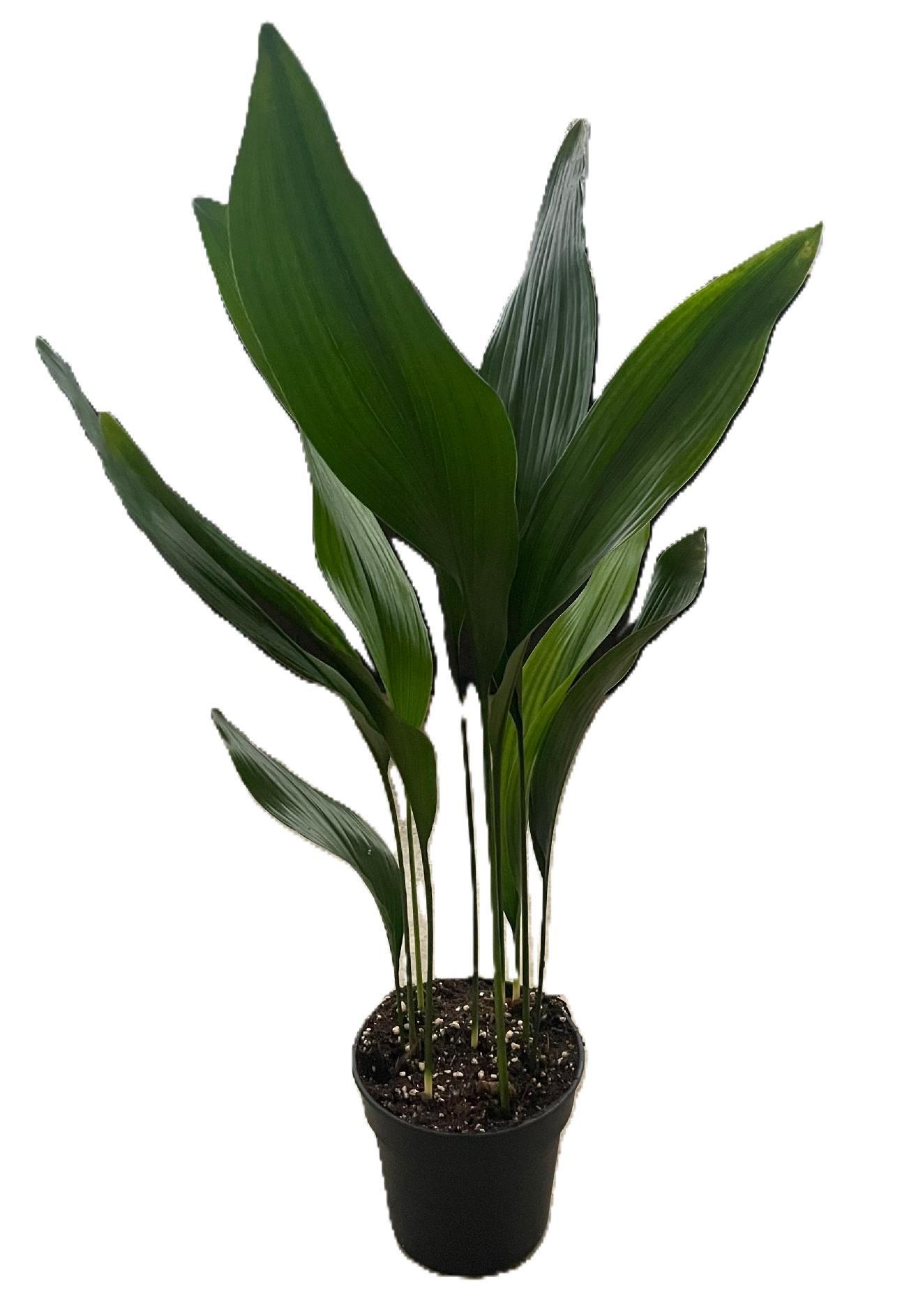 Aspistra eliator, D 15