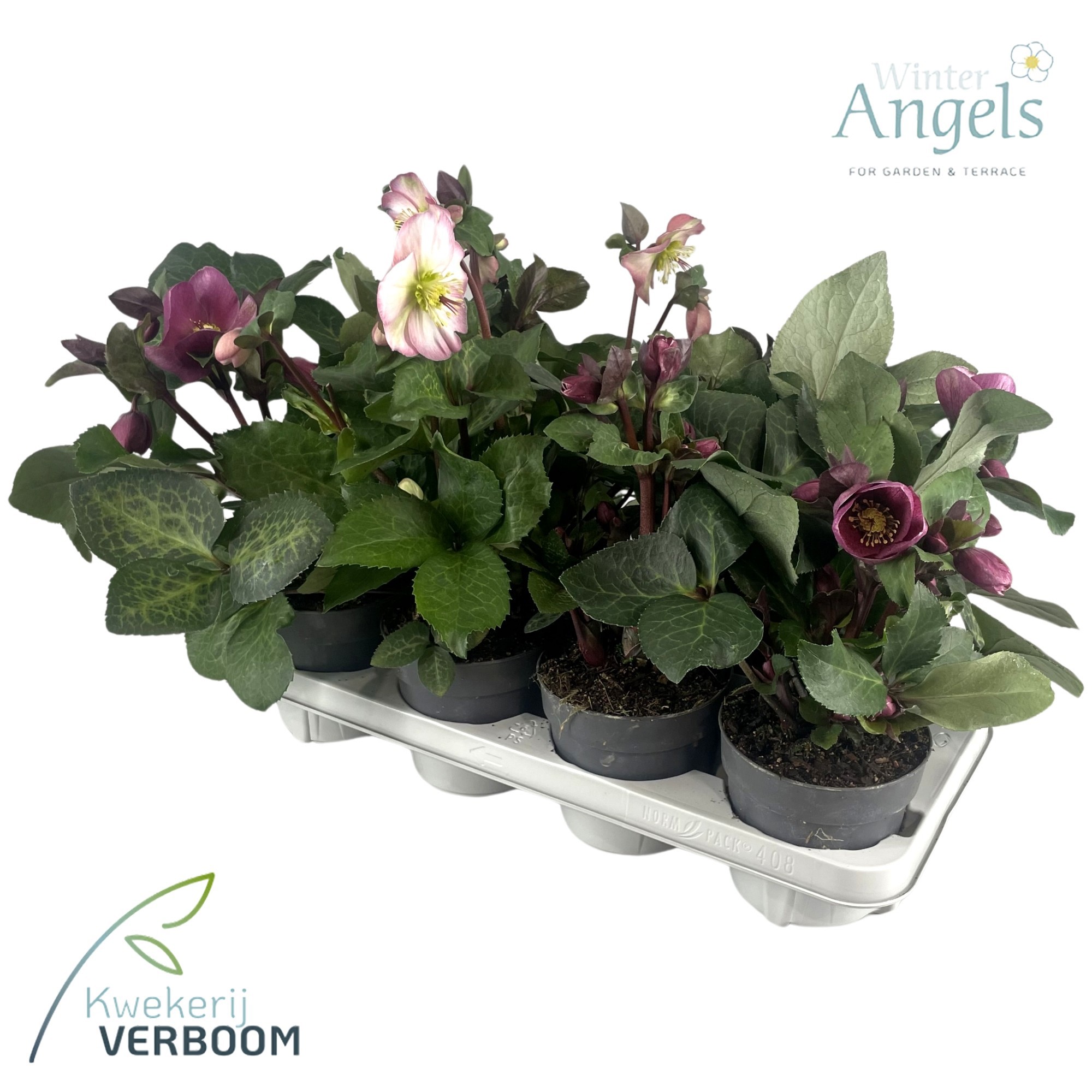 Helleborus Frostkiss mix p13, D 13