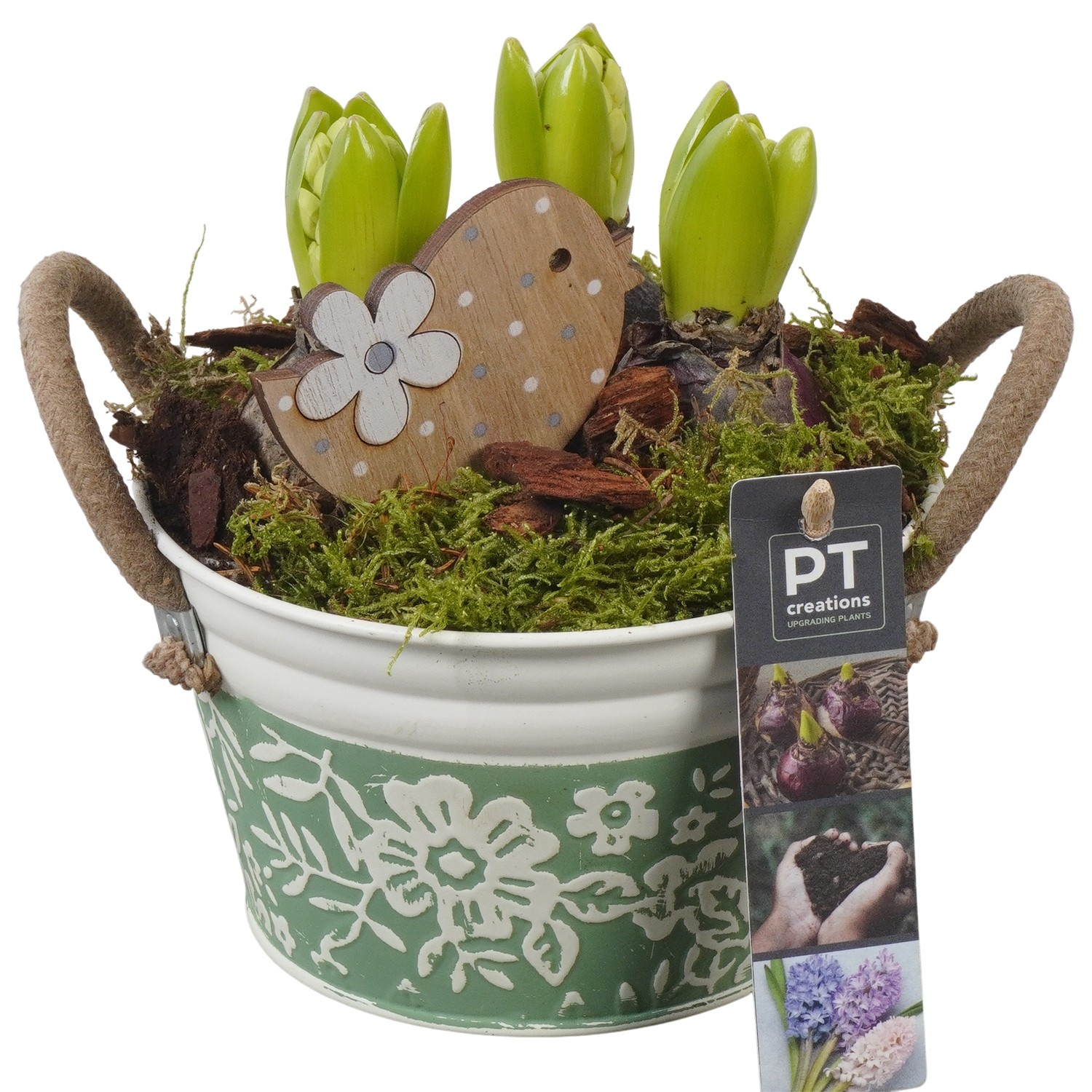 PTHC9135 Arrangement Hyacints in zink pot, D 15