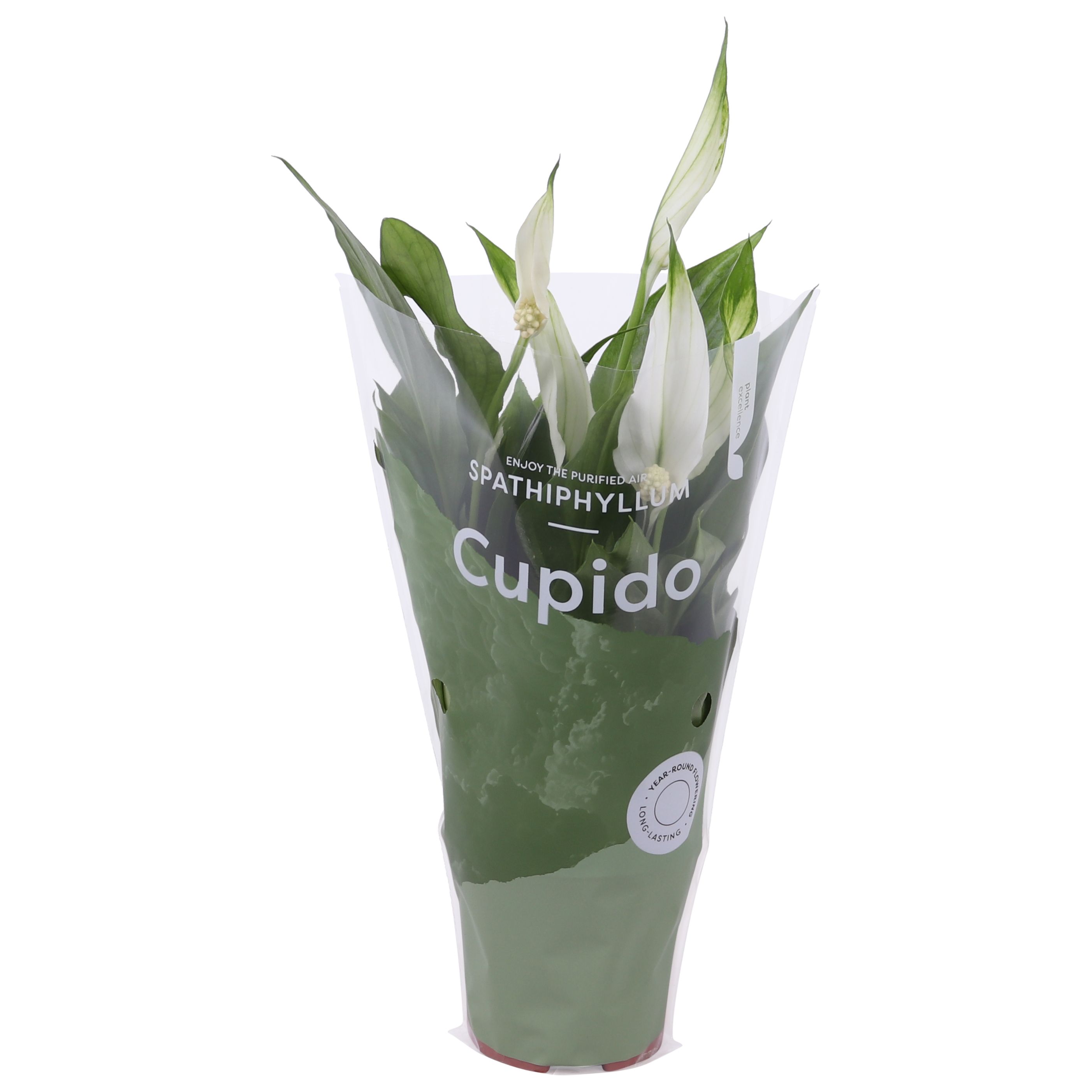 Spathiphyllum Cupido 7cm in Cupido hoes, D 7 cm Spathiphyllum Cupido 7cm in Cupido hoes, D 7 cm