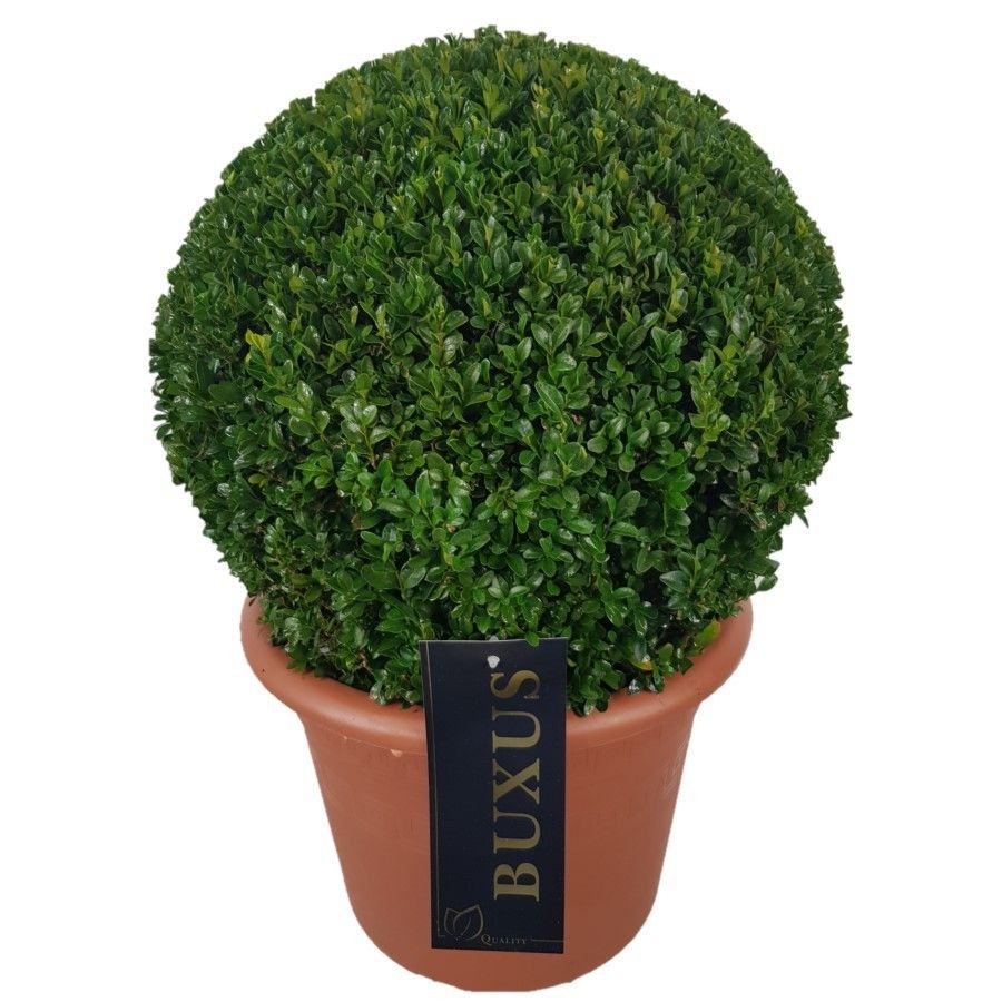 Buxus sempervirens Bol p24 (th) 30-35 ©, D 24