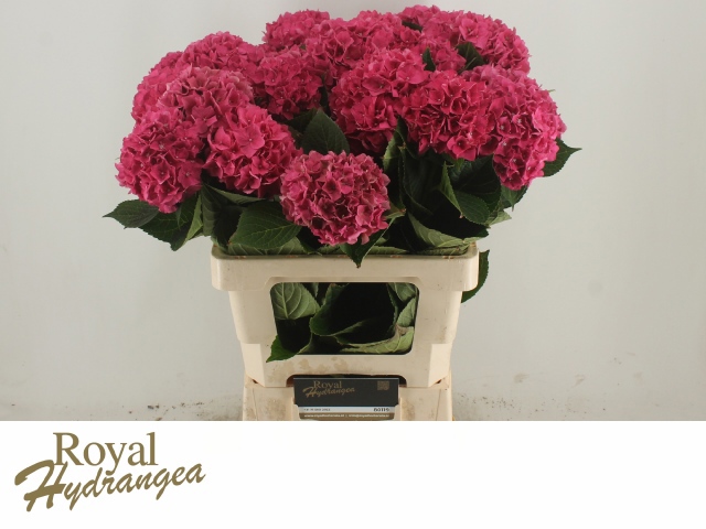 Гортензия Родео Рэд 80, шт.