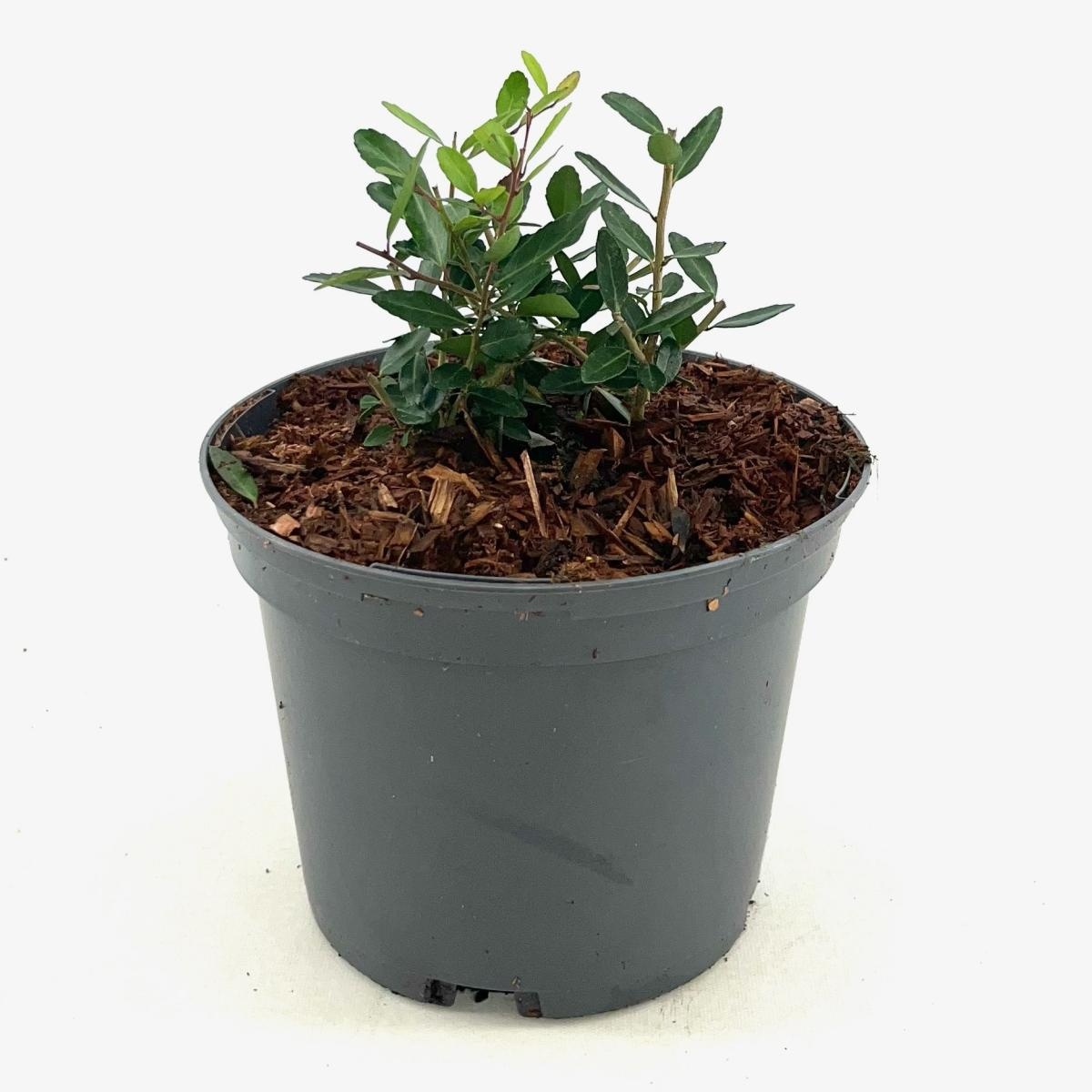 Ilex vomitoria 'Dwarf', D 17 cm