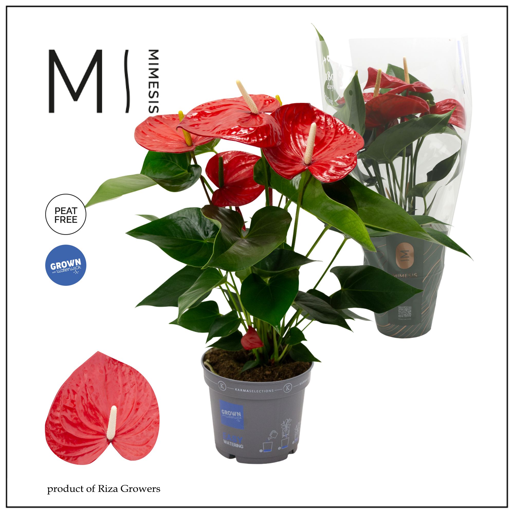 Mimesis Anthurium KARMA Red XXL - 17cm, D 17