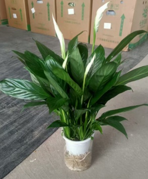 Спатифиллум Хйдропоникаллй Калчерд Фине Вине Грейд А 10 45