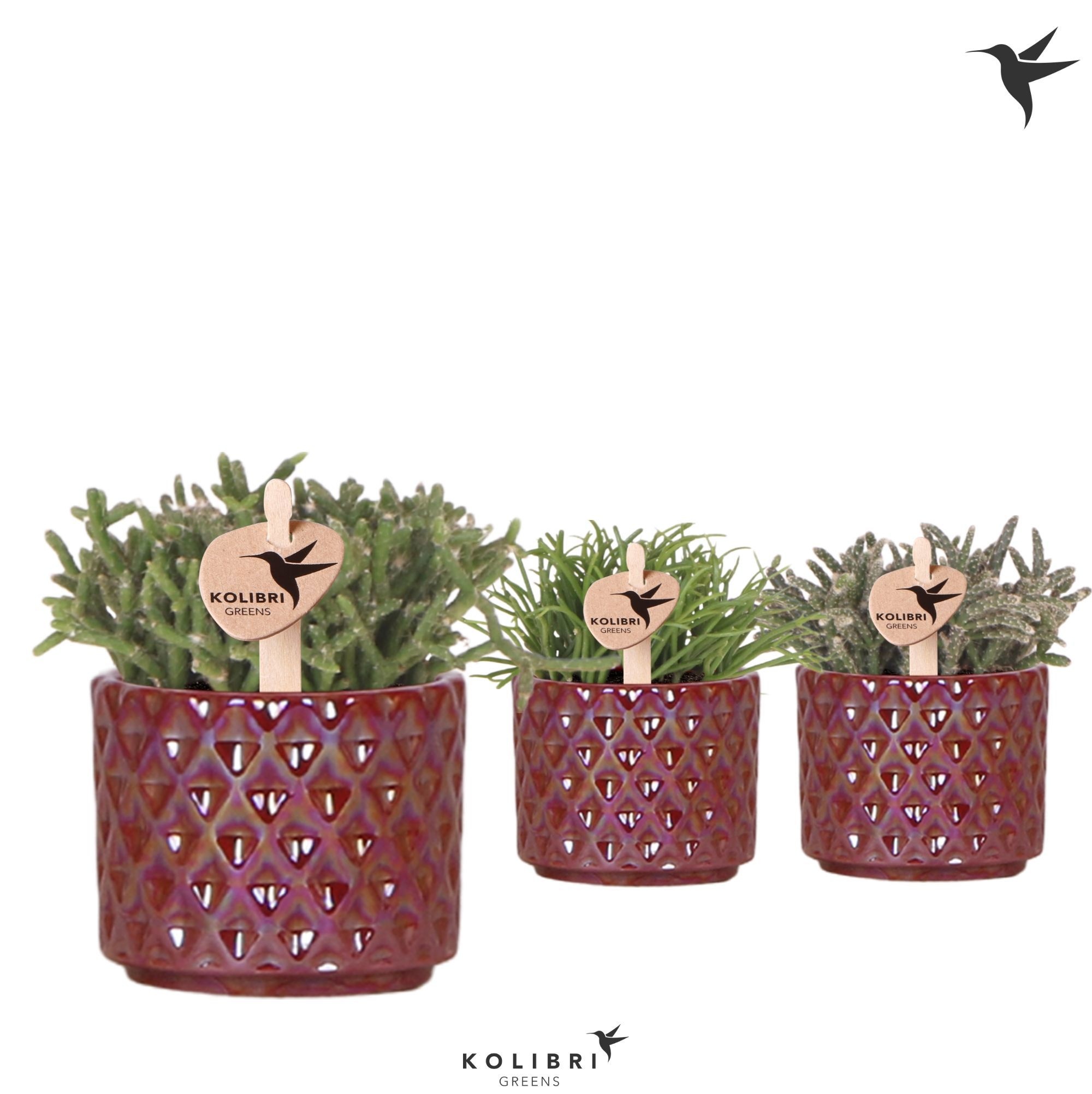 Kolibri Greens Rhipsalis mix in Diamond Pearl pot red, D 6