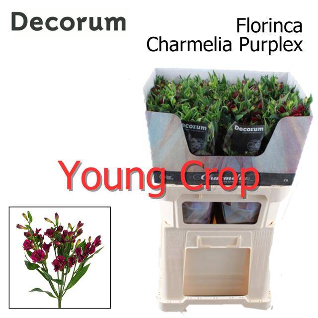 Альстромерия Шармелия Перпл, шт.