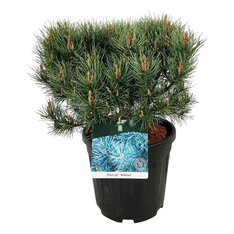 Pinus sylv. 'Watereri', D 32 cm