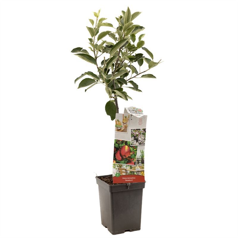 Malus dom. Braeburn Patio Handappel, D 18