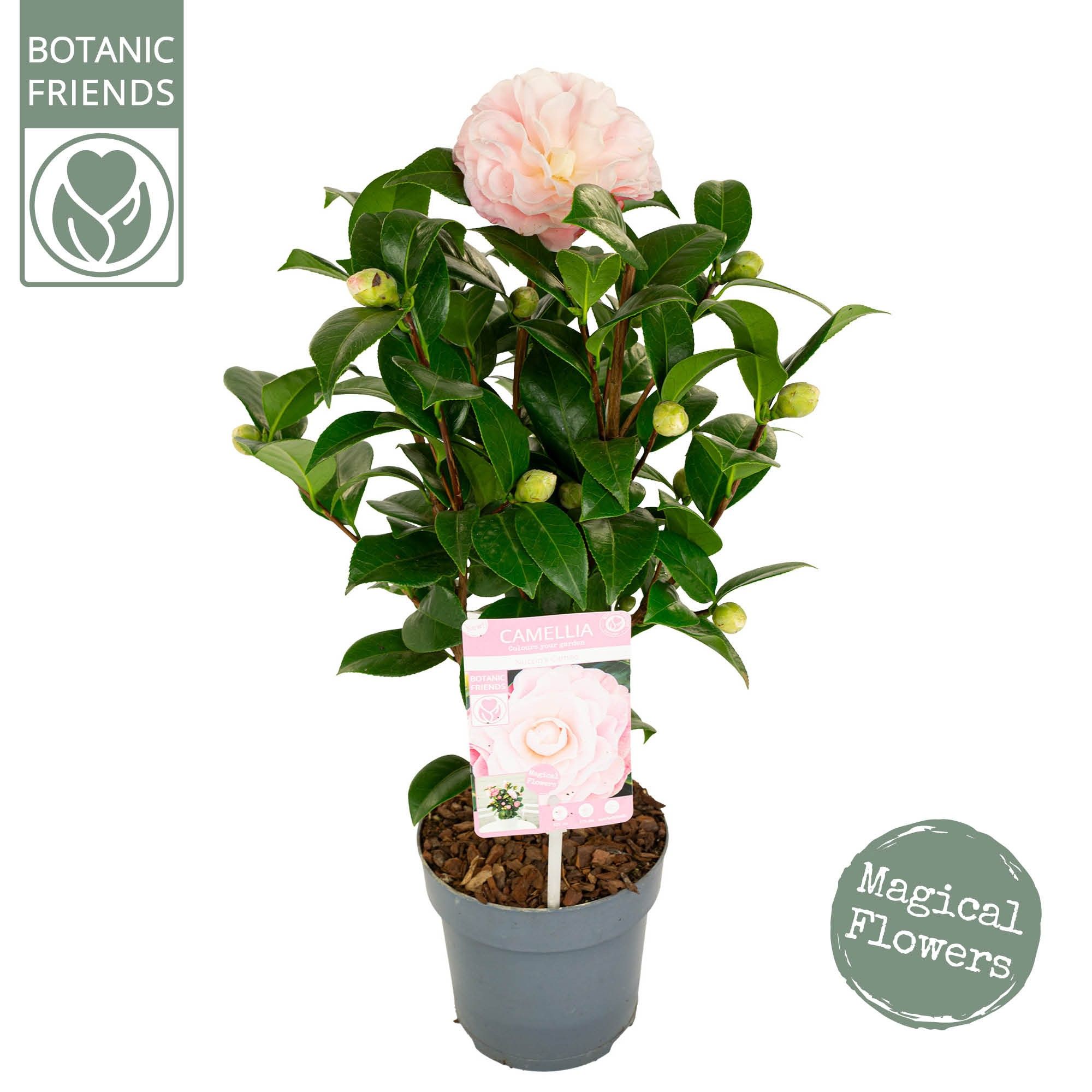 Camellia jap. 'Nuccio's Cameo' Premium, D 15