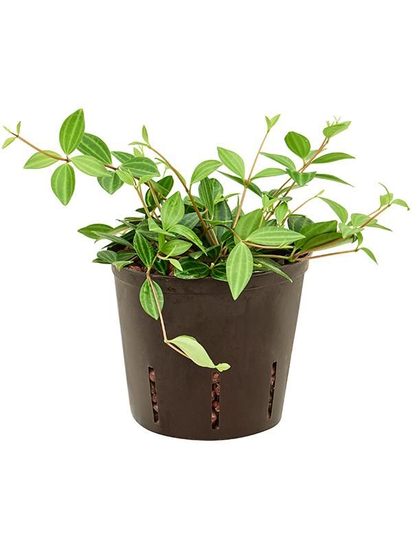 Peperomia 'Dahlstedtii', D 13 cm