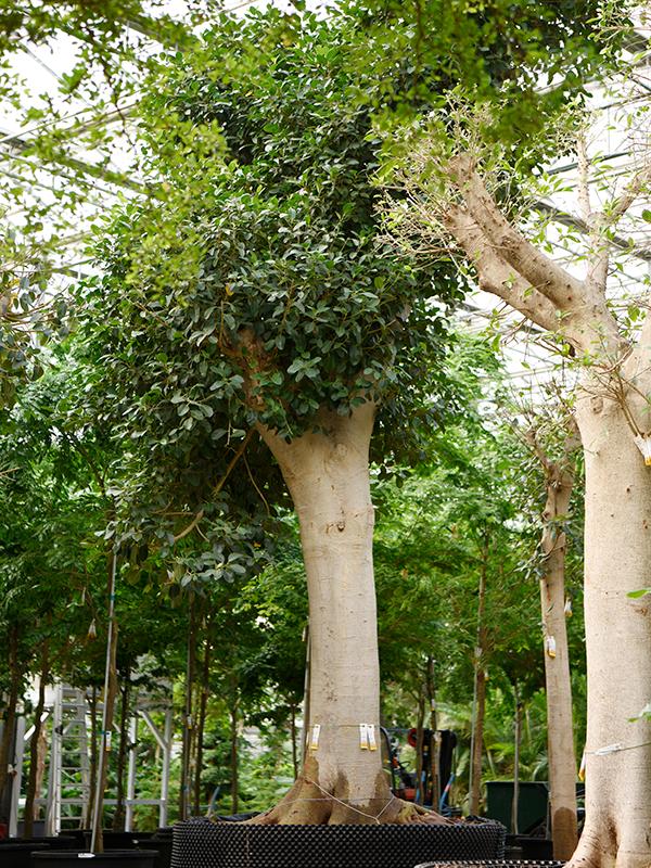 Ficus rubiginosa 'Australis', D 150