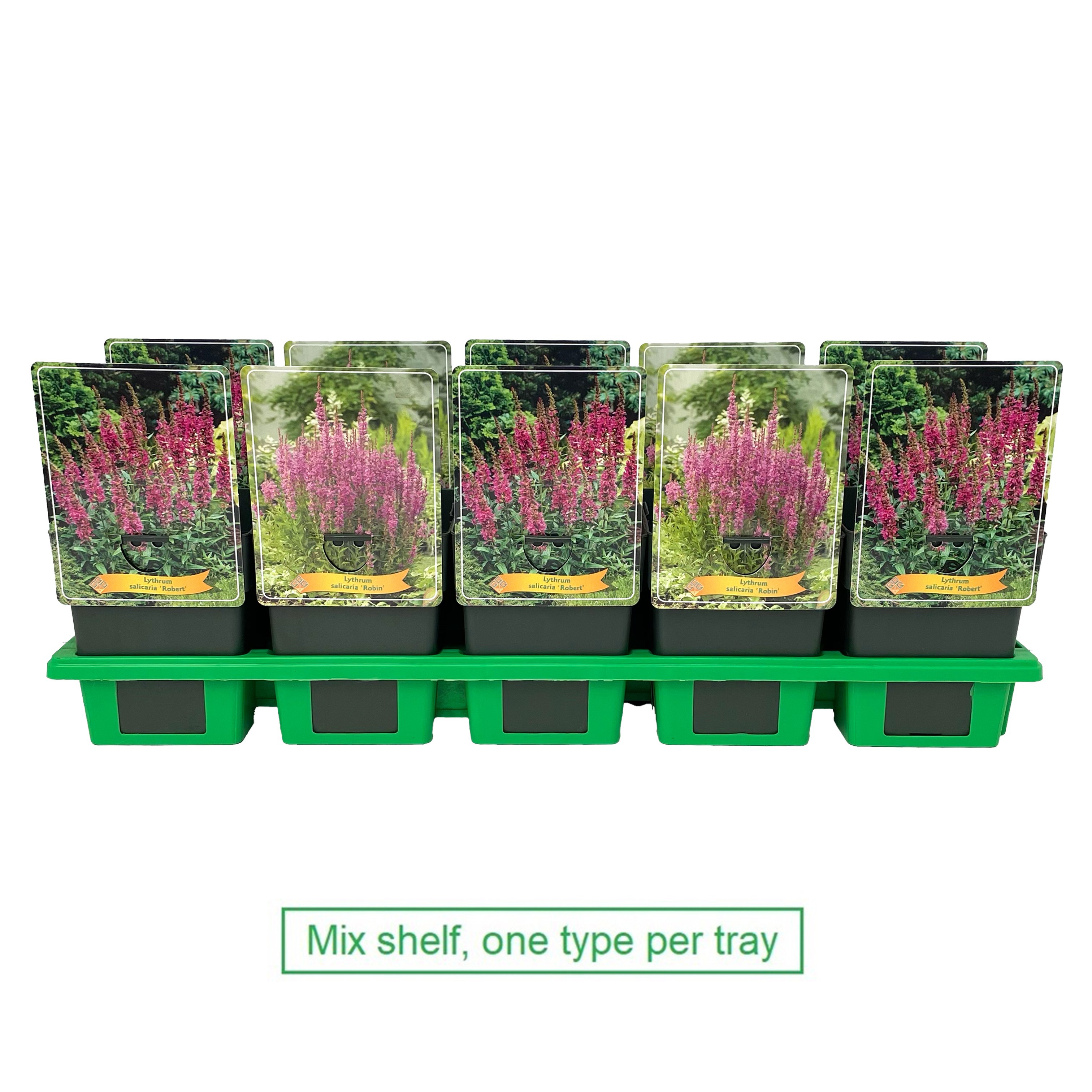 Lythrum mix laag P11, D 11
