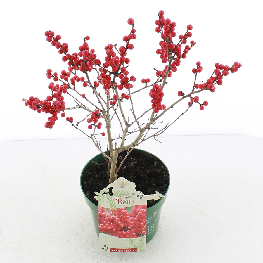 Ilex verticillata 'Jingle Bells'® C2 (17cm.), D 17 cm