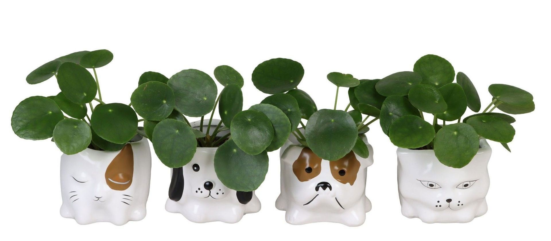 L 66649 with Pilea Peperomioides Mix 6 cm, D 6