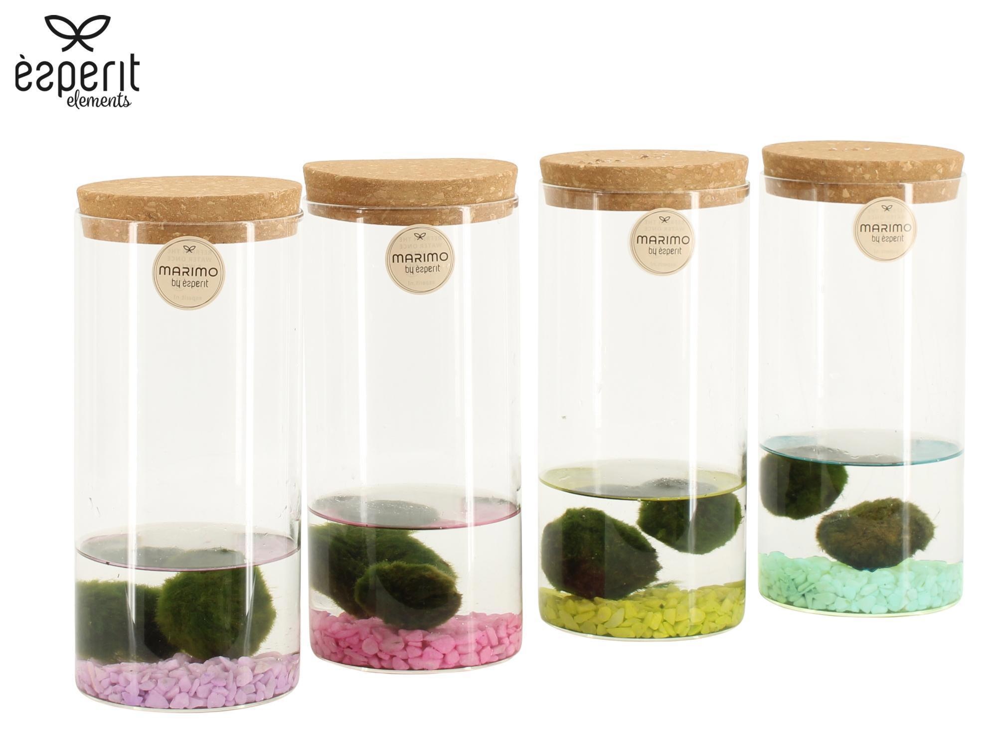 90946: Marimo arrangement, D 9