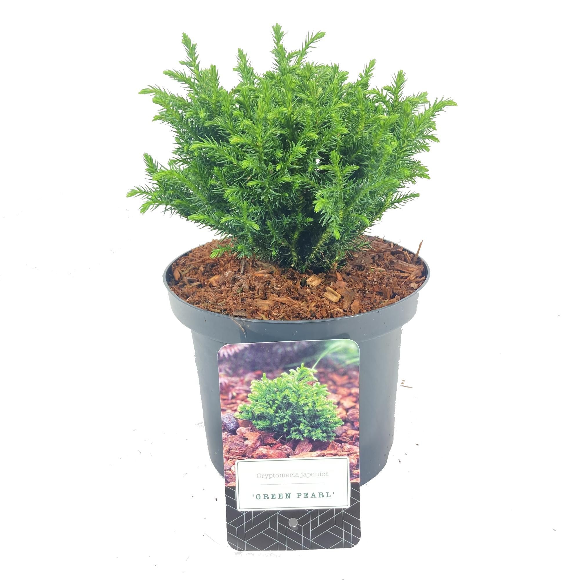 Cryptomeria japonica 'Green Pearl', D 18