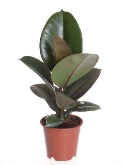 FICUS ELASTICA 'ROBUSTA', D 12 cm