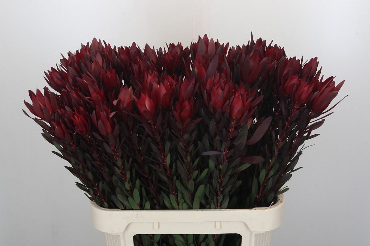 Леукадендрон Сафари Сансет 80 (красн.), шт.