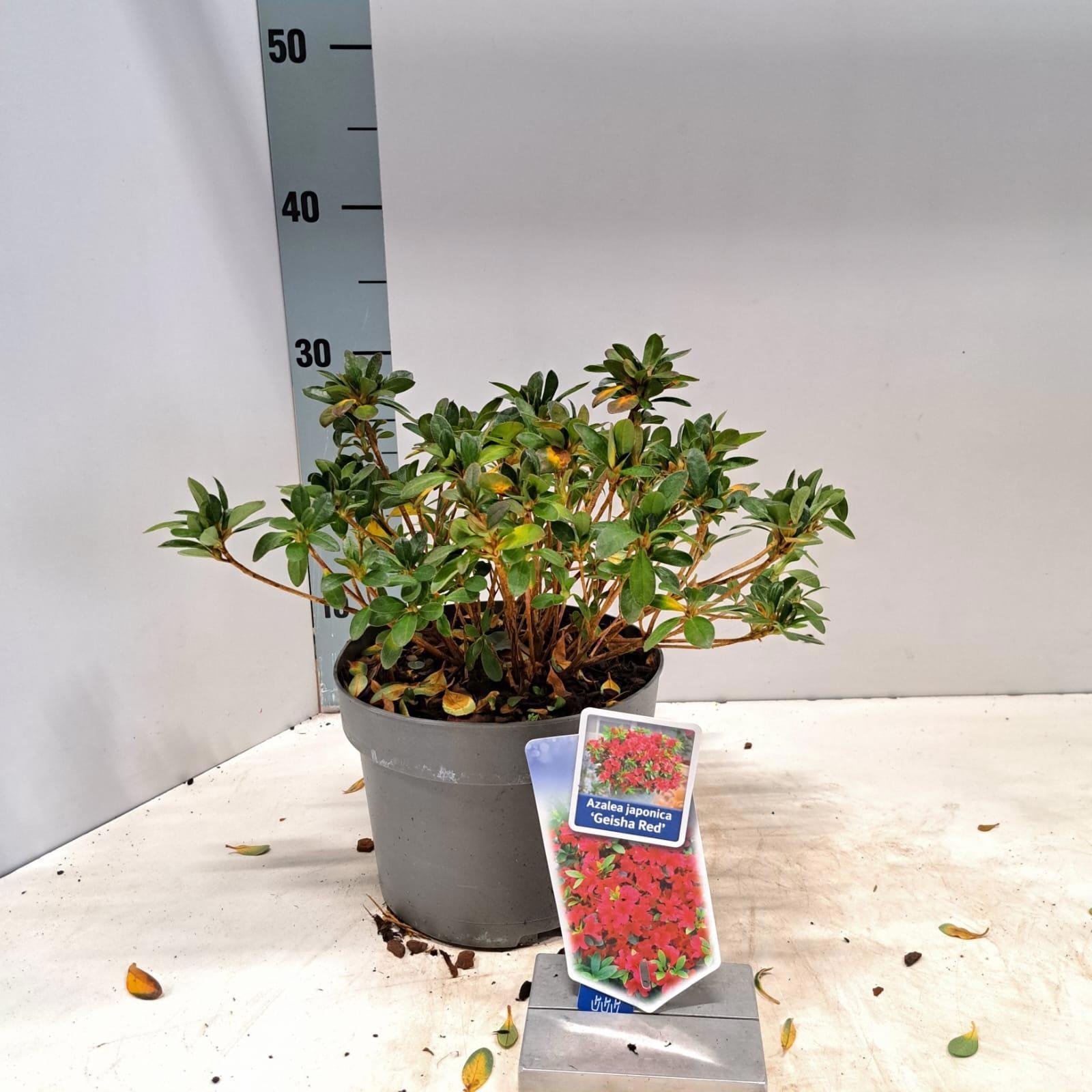 Rhododendron (AJ) 'Geisha Red', D 19