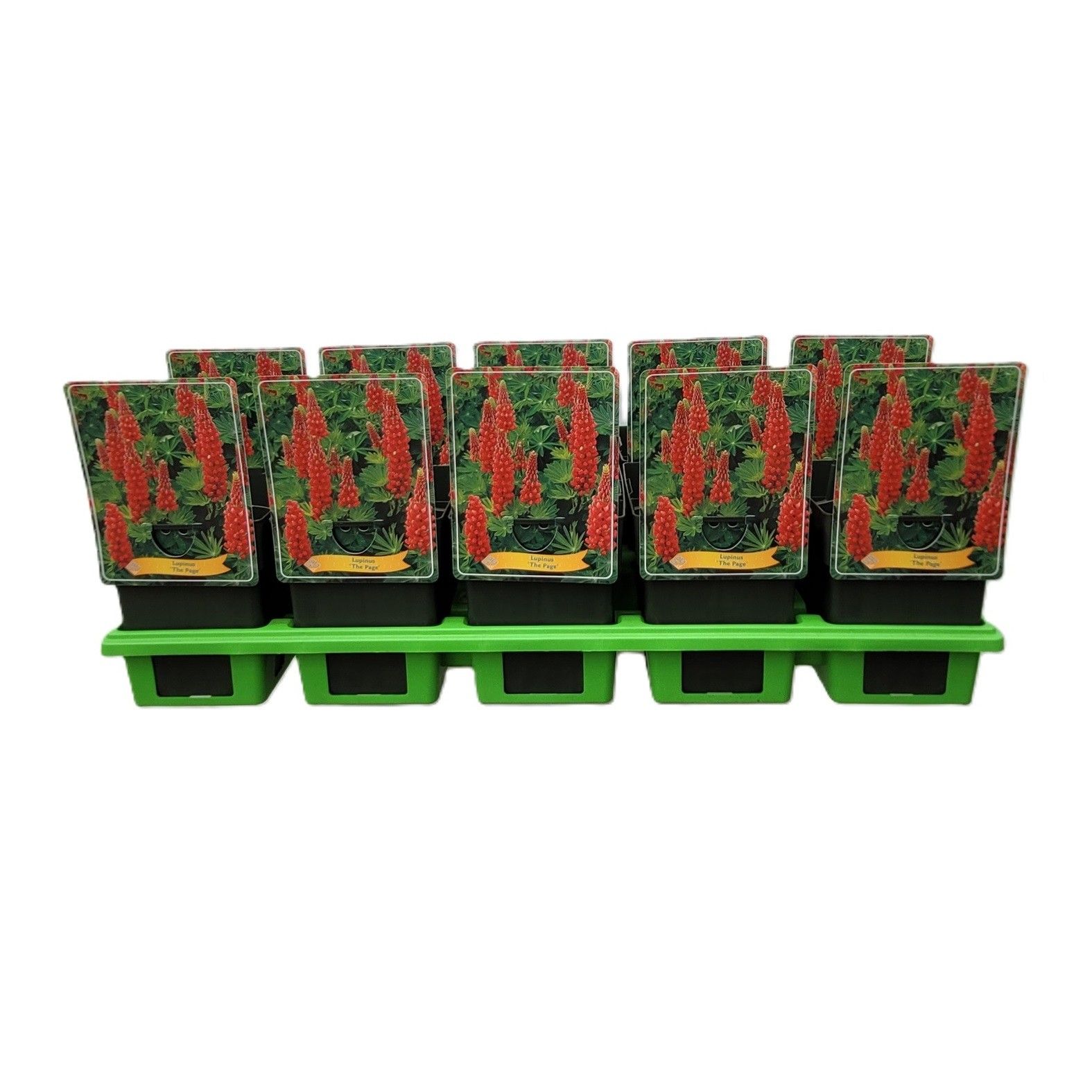 Lupinus 'The Page' P11, D 11 cm