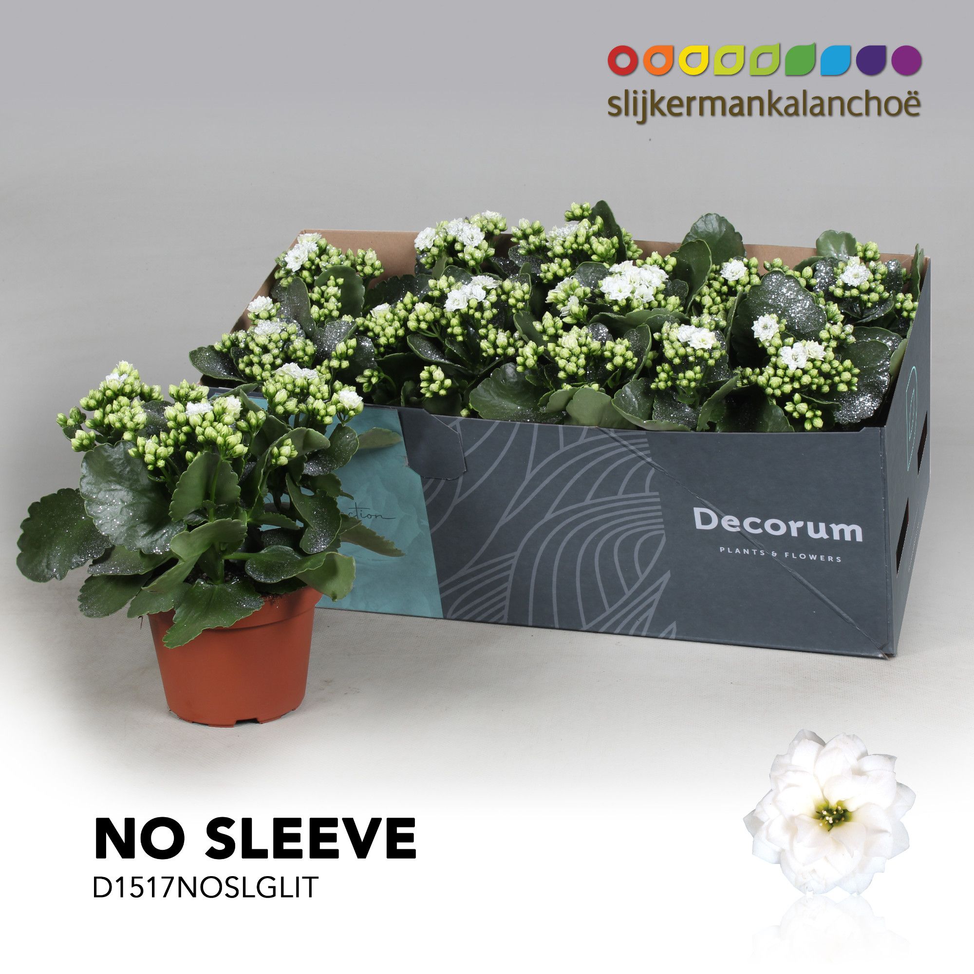 Kalanchoe No Sleeve - White with glitter - kerst, D 15 cm Kalanchoe No Sleeve - White with glitter - kerst, D 15 cm