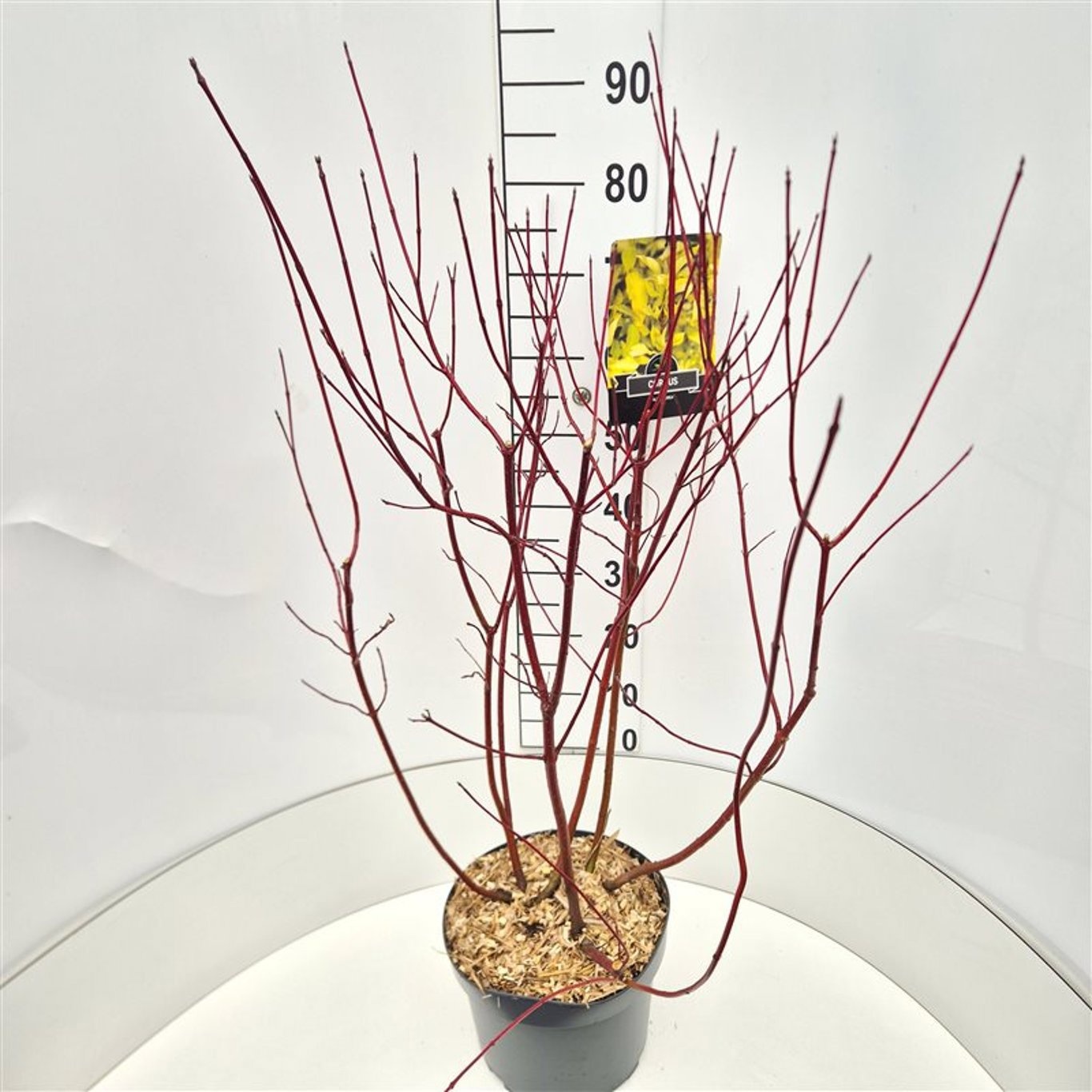 Cornus alba 'Aurea', D 28