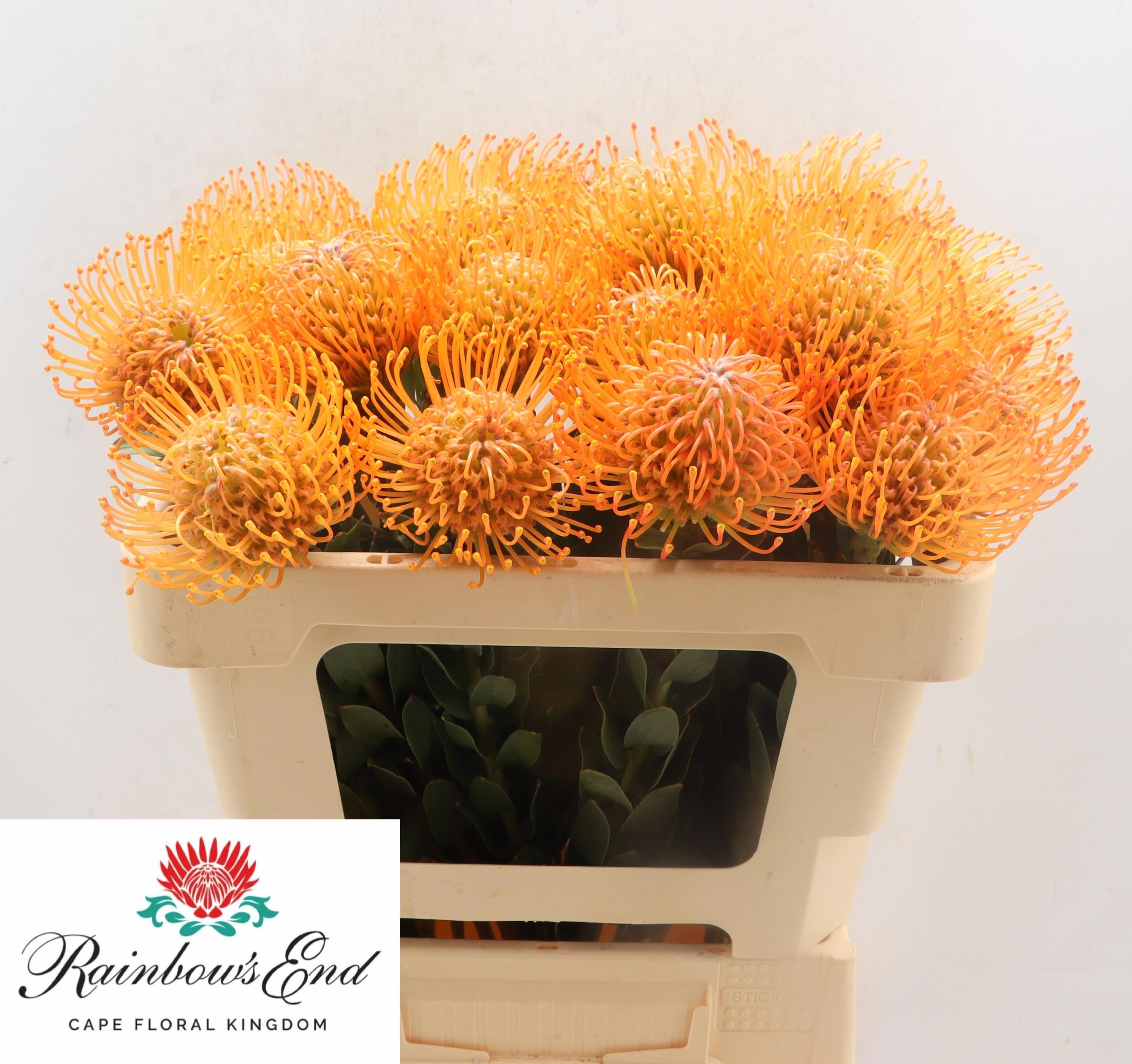 Нутанс Айоба Оранж 50, шт.