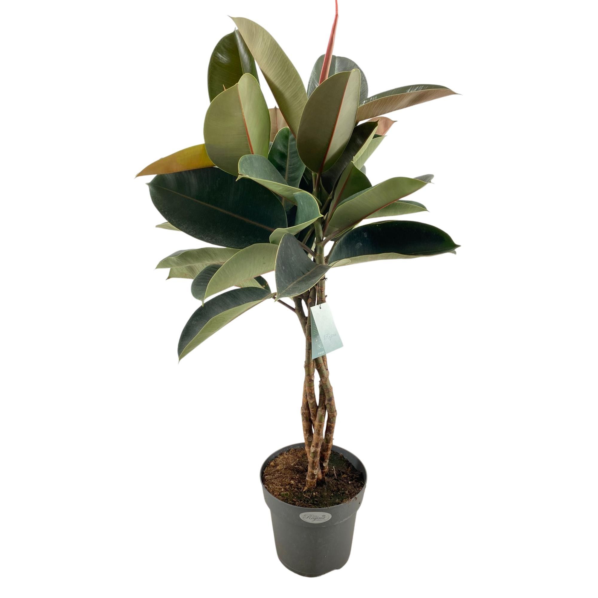 Ficus Elastica Burgundy gevlochten stam p24, D 24