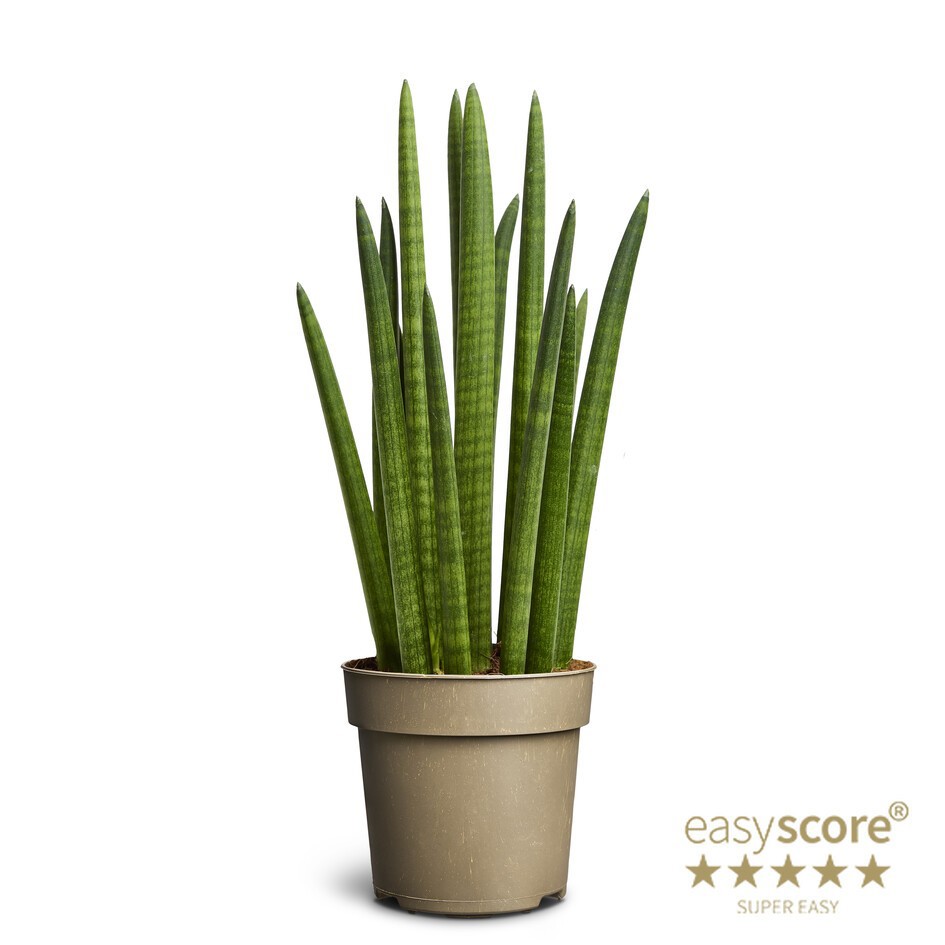 SANSEVIERIA CYLINDRICA 'ROCKET', D 14