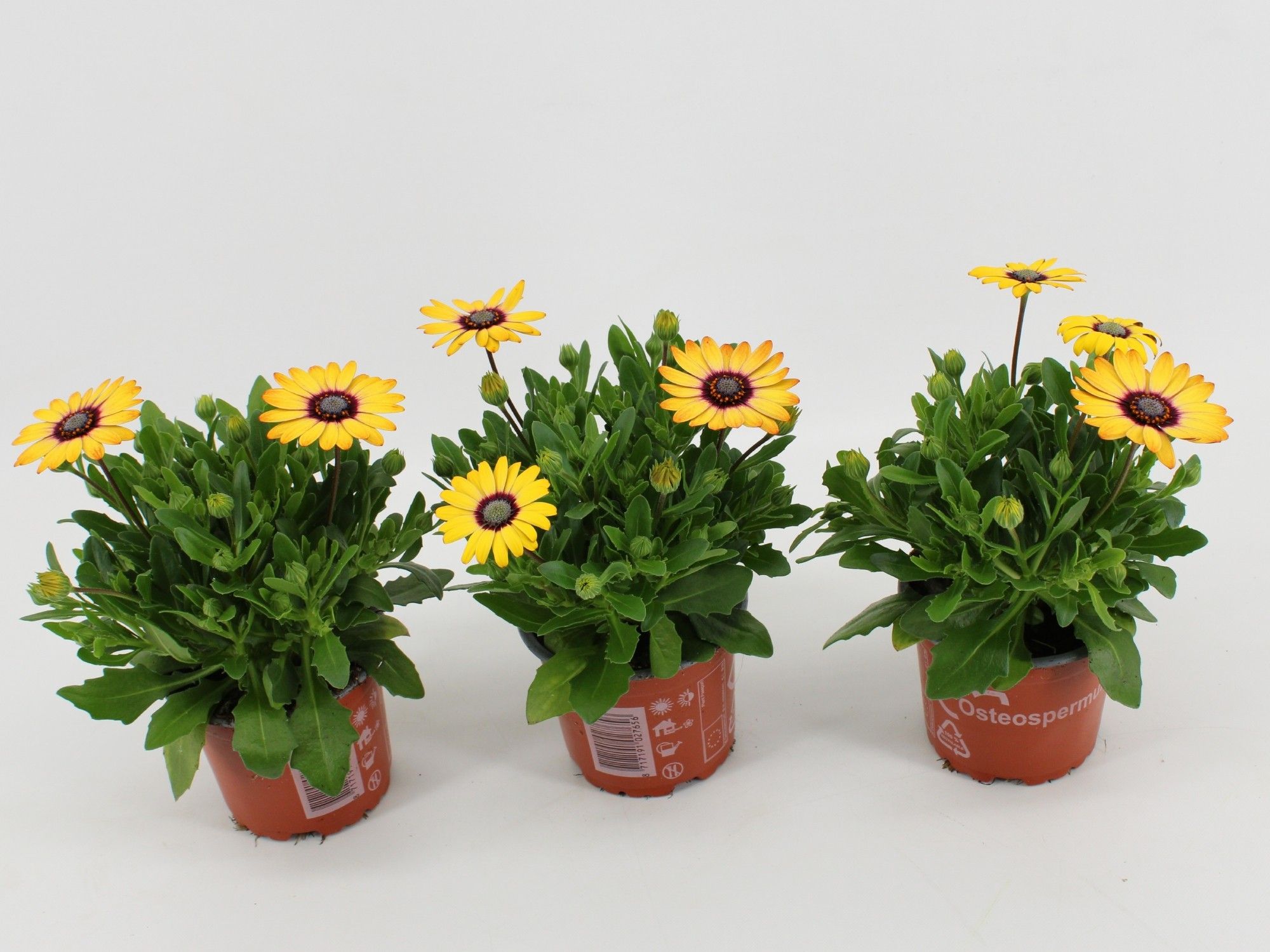 Osteo Serenity Blue Eyed Beauty, D 10,5