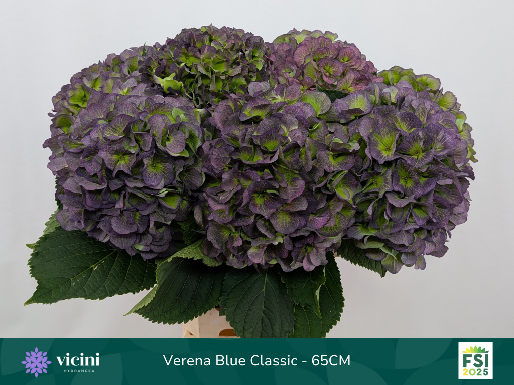 Гортензия Верена Блю Классик 65, шт.