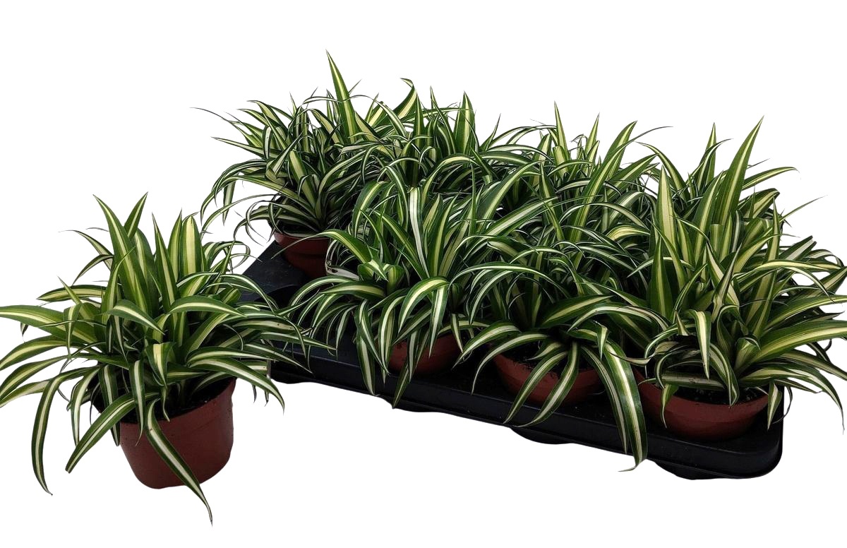 Chlorophytum Com 'Variegatum', D 13