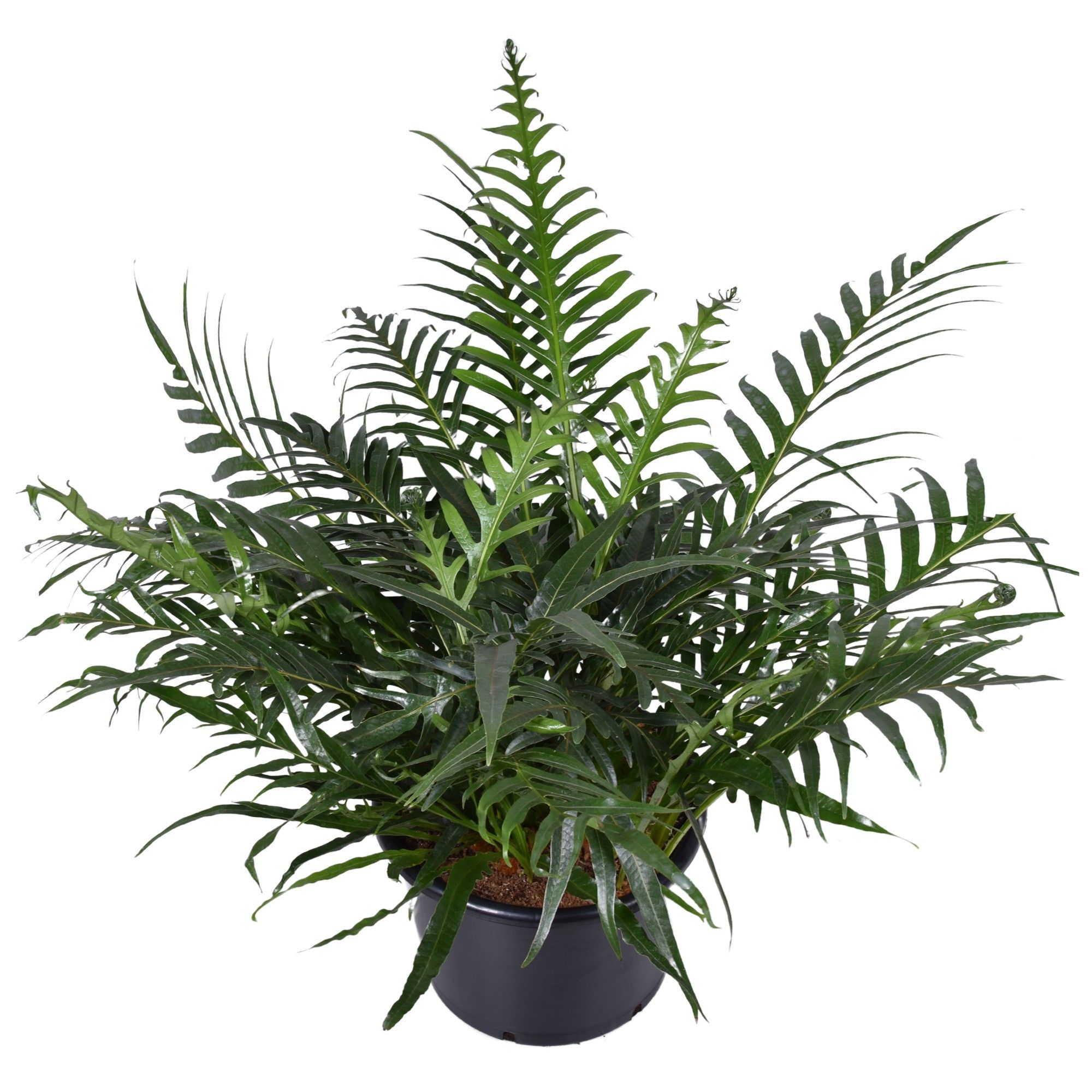 Aglaomorpha Coronans JIM, D 37