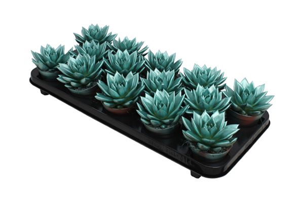 Miranda coloured metallic green, D 8,5