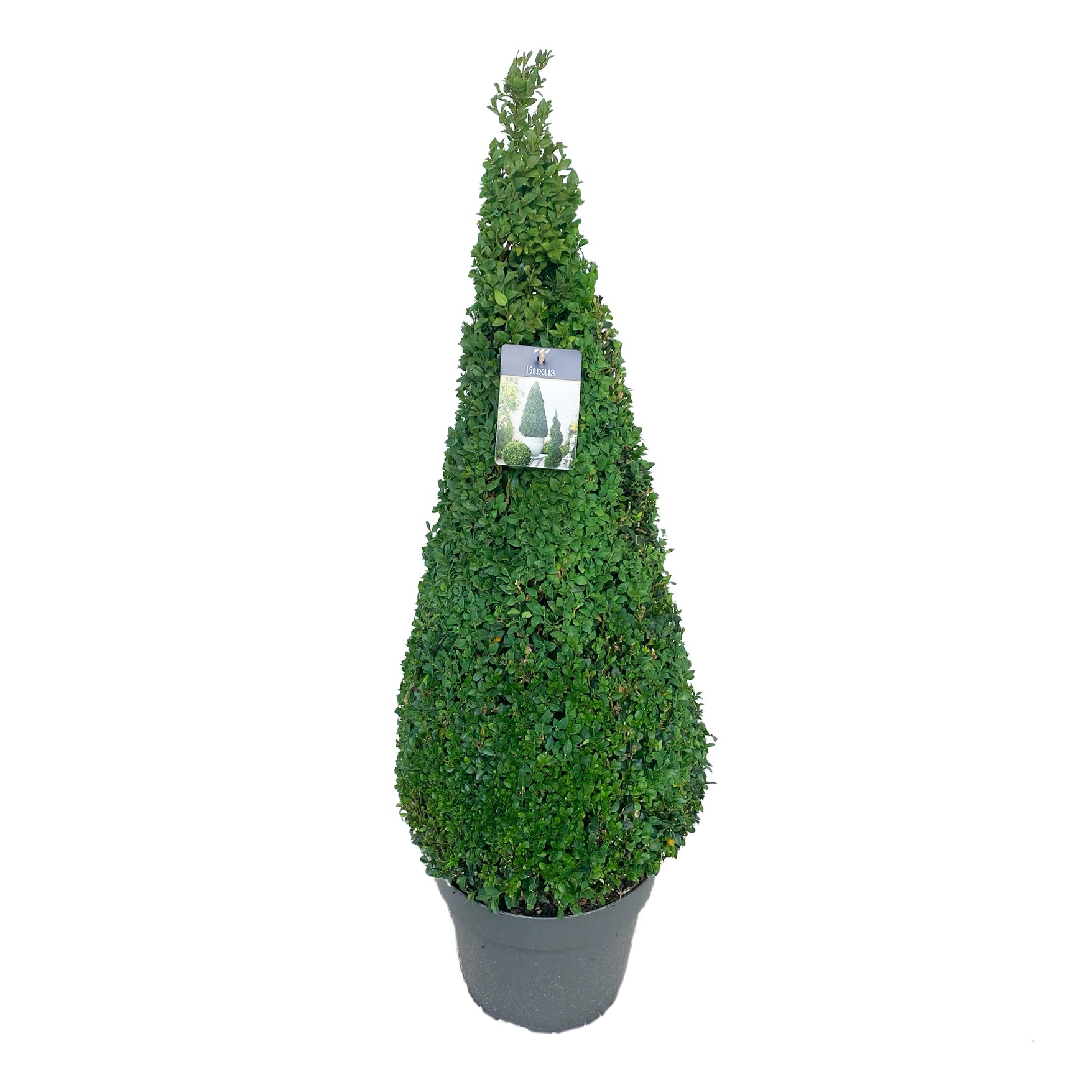 Buxus semp. Pyramide 80-90 cm c12/p30, D 30 cm