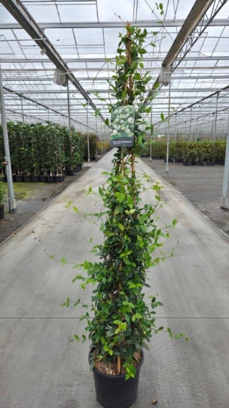 Trachelospermum jasminoides, 3 stok, D 40