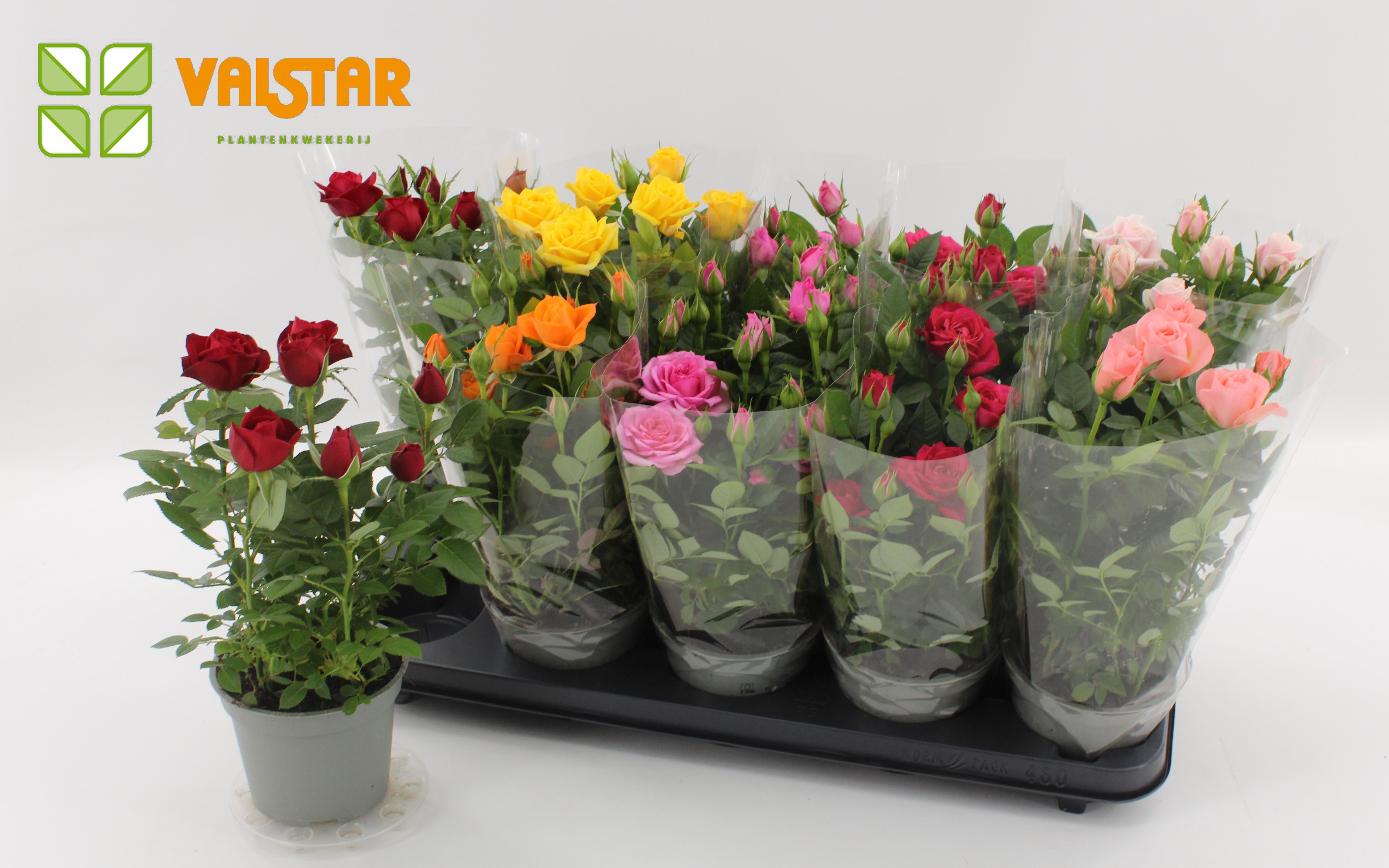 Rosa 12 cm Lotz of Roses Blanco hoes Jewel Mix, D 12