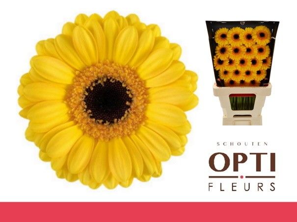 Гермини Дельмонте, шт.