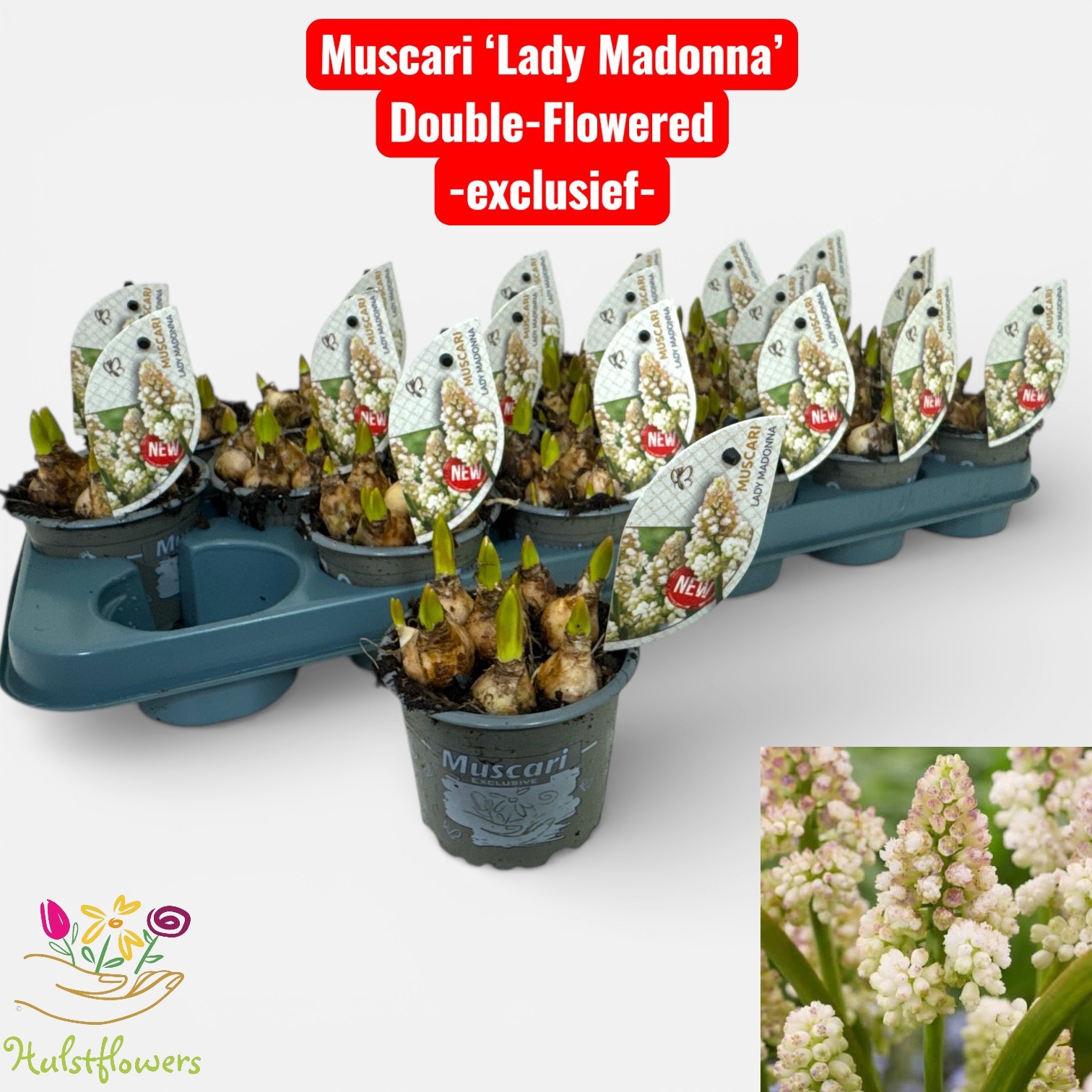 Muscari 'Lady Madonna', D 9