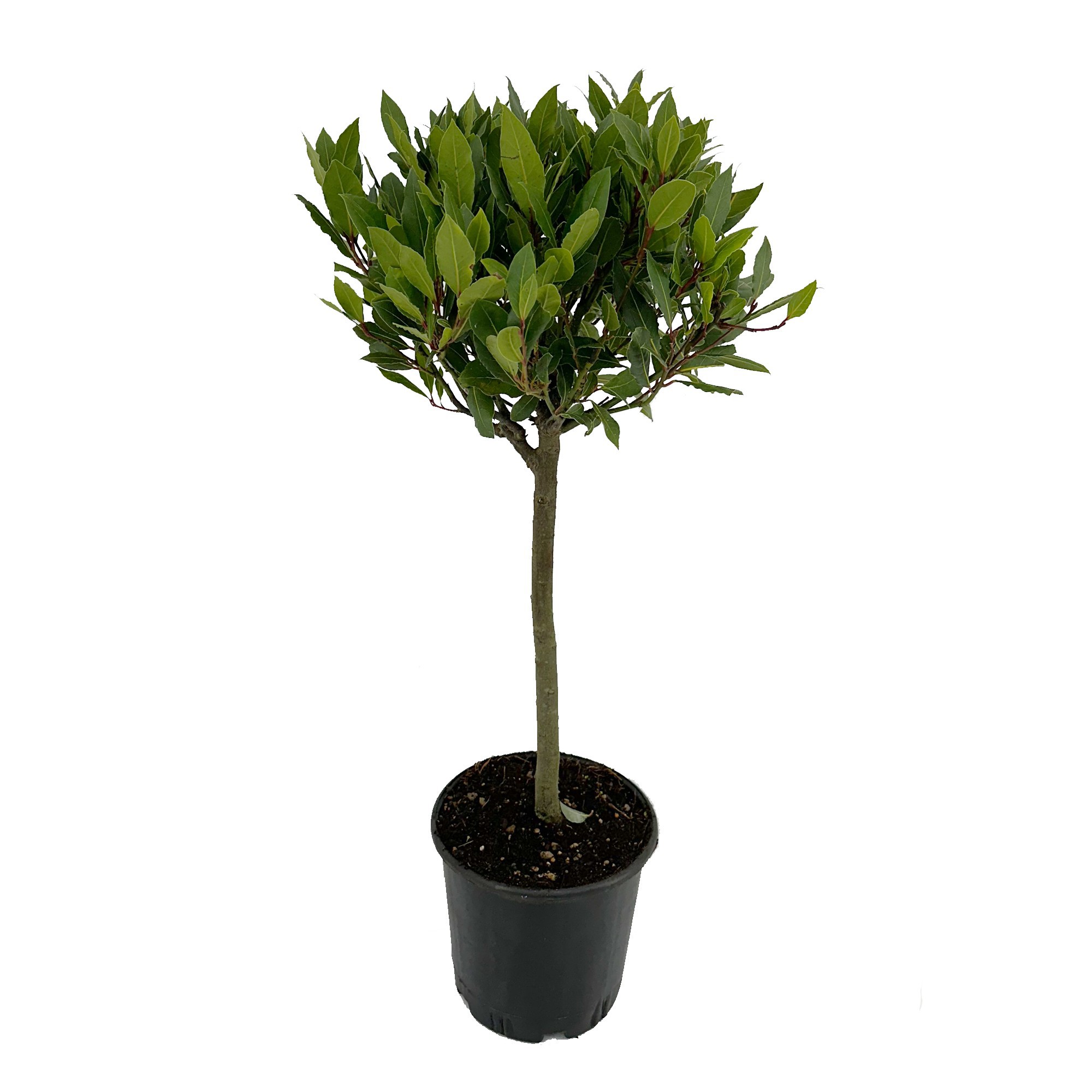 Laurus nobilis Bol op stam, D 20