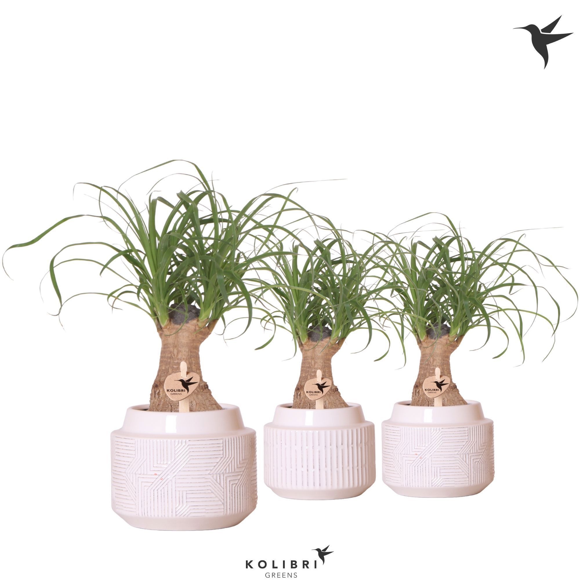 Kolibri Greens Beaucarnea in Maze pot white, D 9