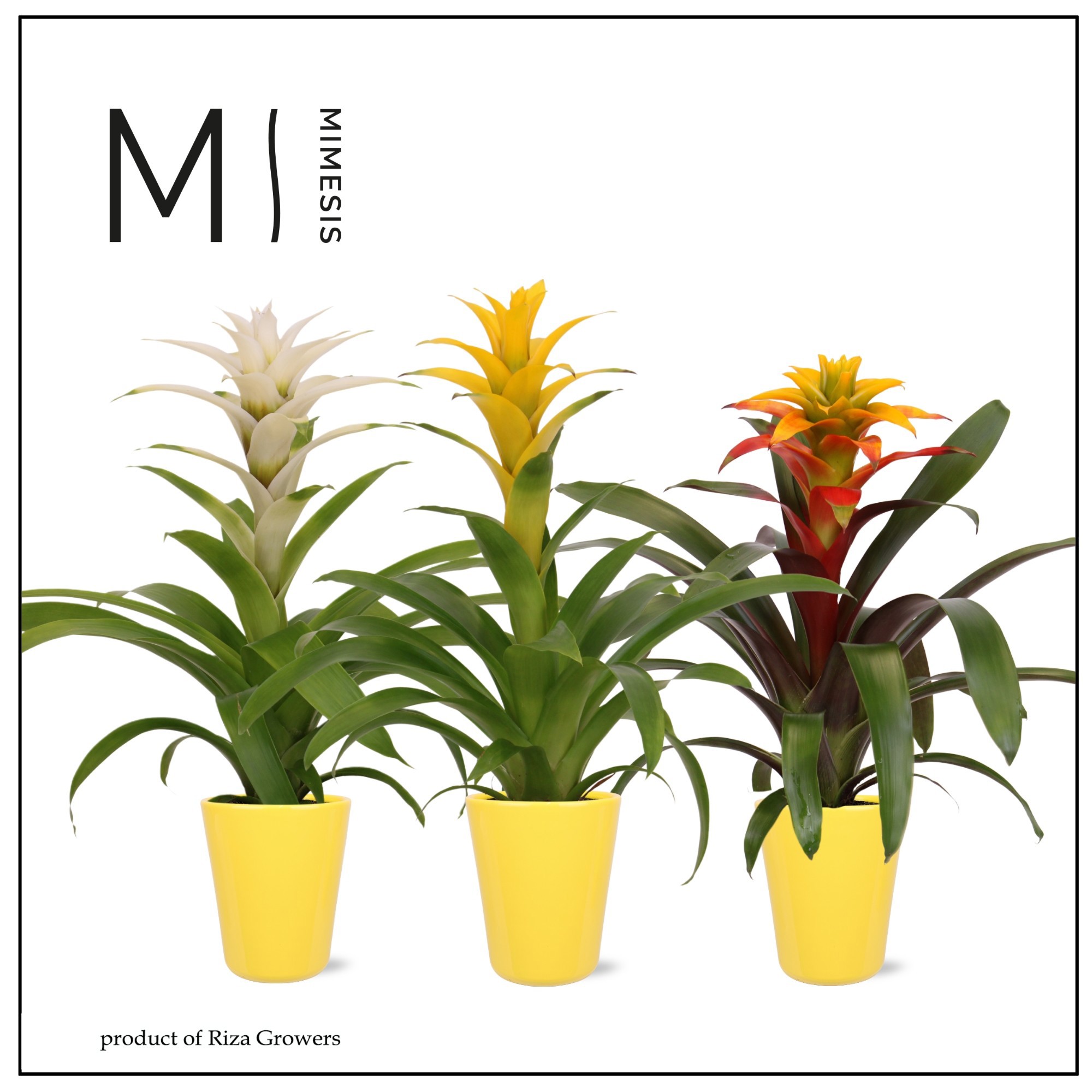 Guzmania Easter - 12cm in Florence geel | Mimesis, D 12