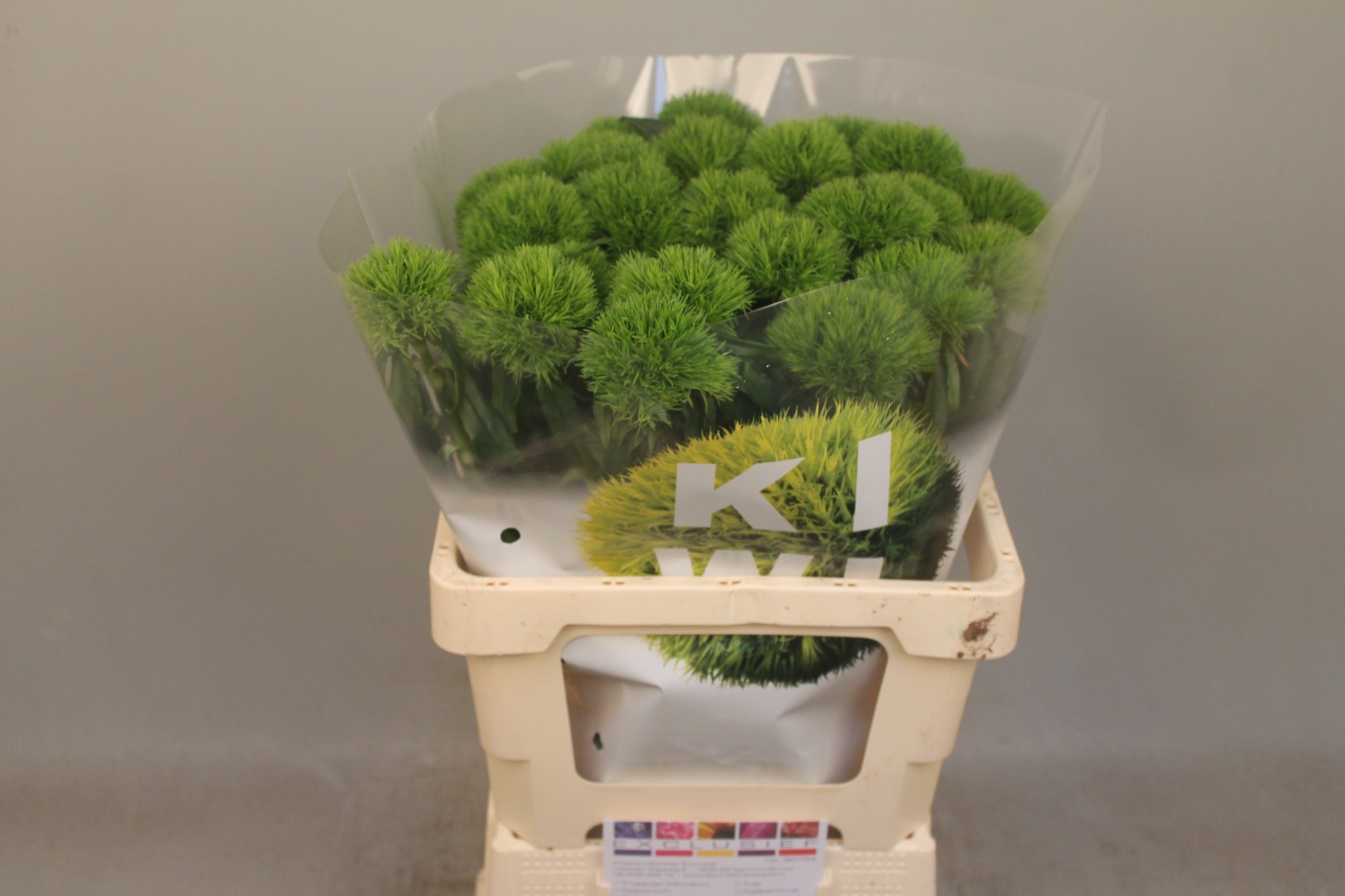 Диантус Барбатус Киви Меллоу Кул 60, шт.