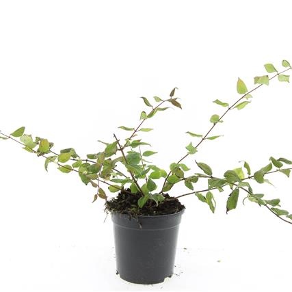 Kolkwitzia amabilis, D 14 cm