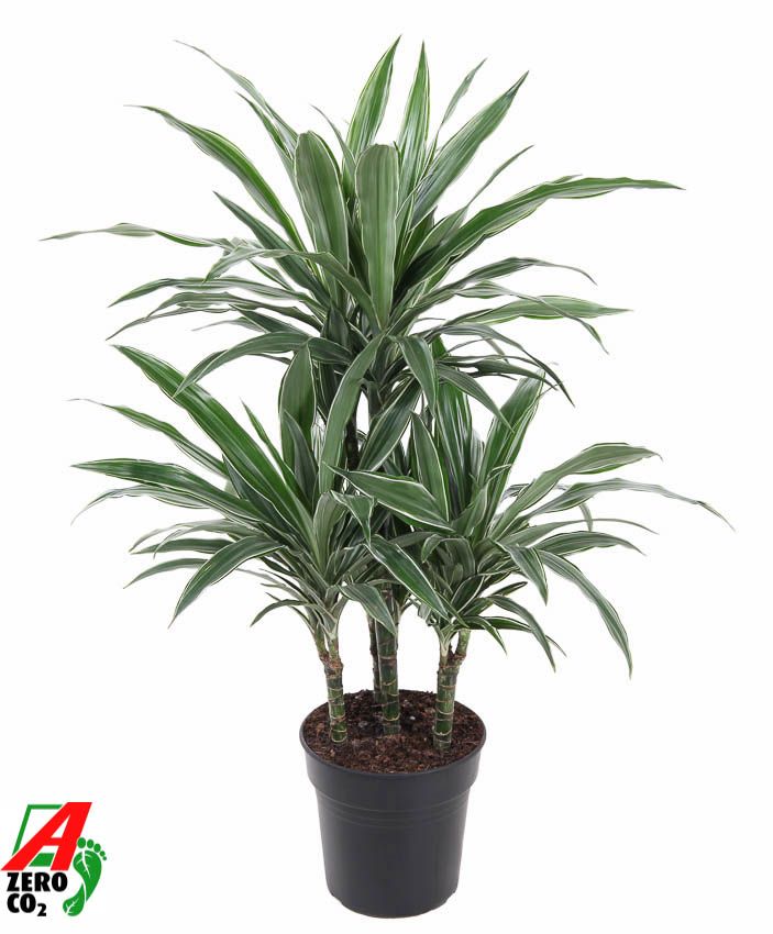 Dracaena Warneckei 45-carrousel, D 21