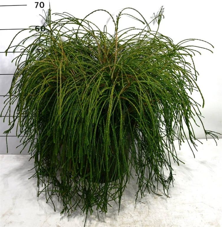 Thuja pl. 'Whipcord', D 38