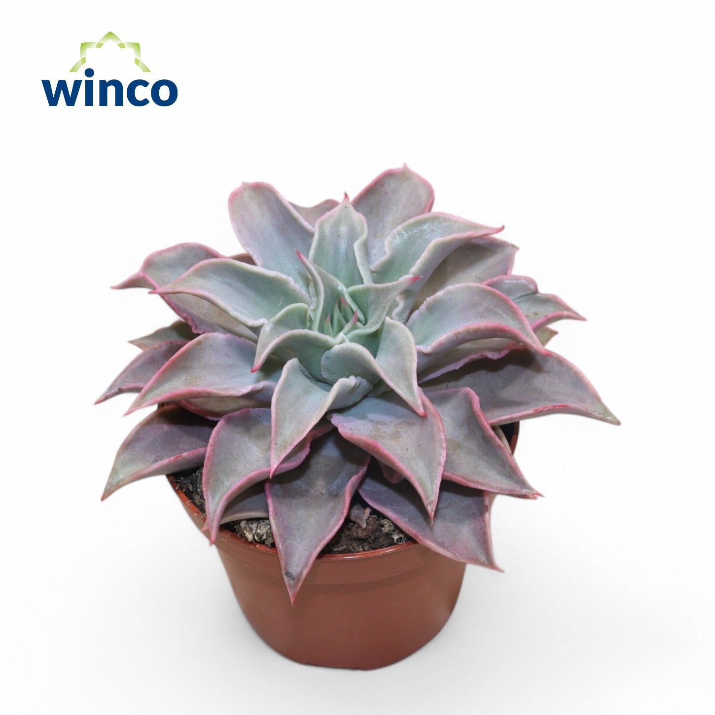 Echeveria Madiba, D 12